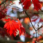 Herbst im Arboretum