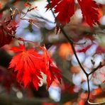 Herbst im Arboretum