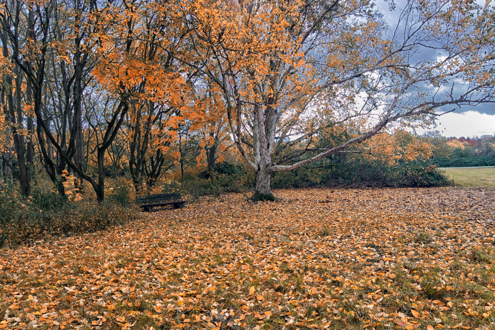 Herbst im Arboretum