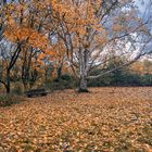 Herbst im Arboretum