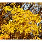 Herbst im Arboretum