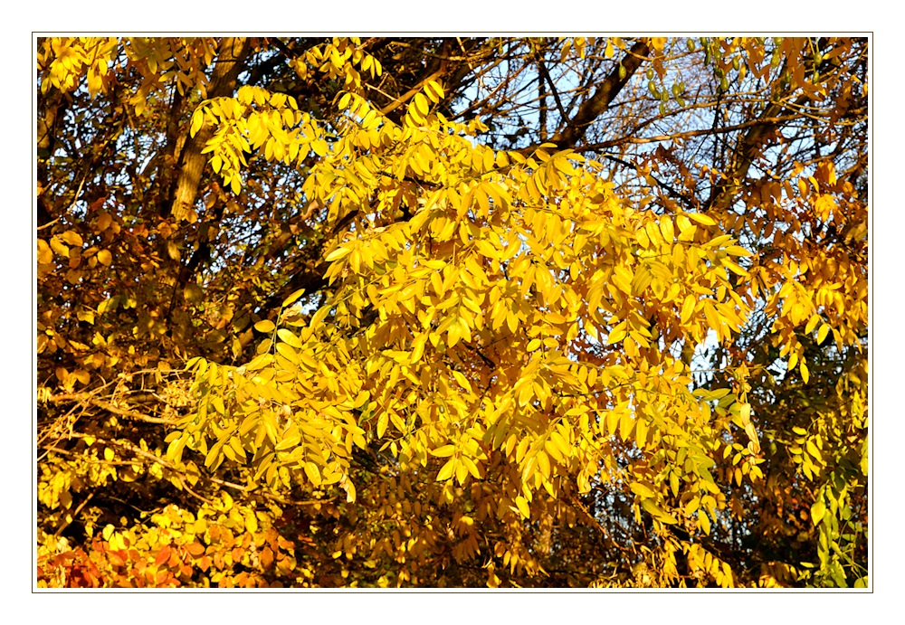 Herbst im Arboretum