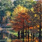 Herbst im Arboretum Ellerhop