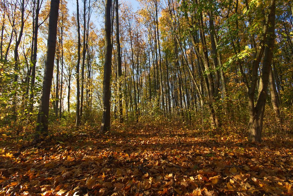 Herbst im Arboretum