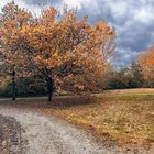 Herbst im Arboretum