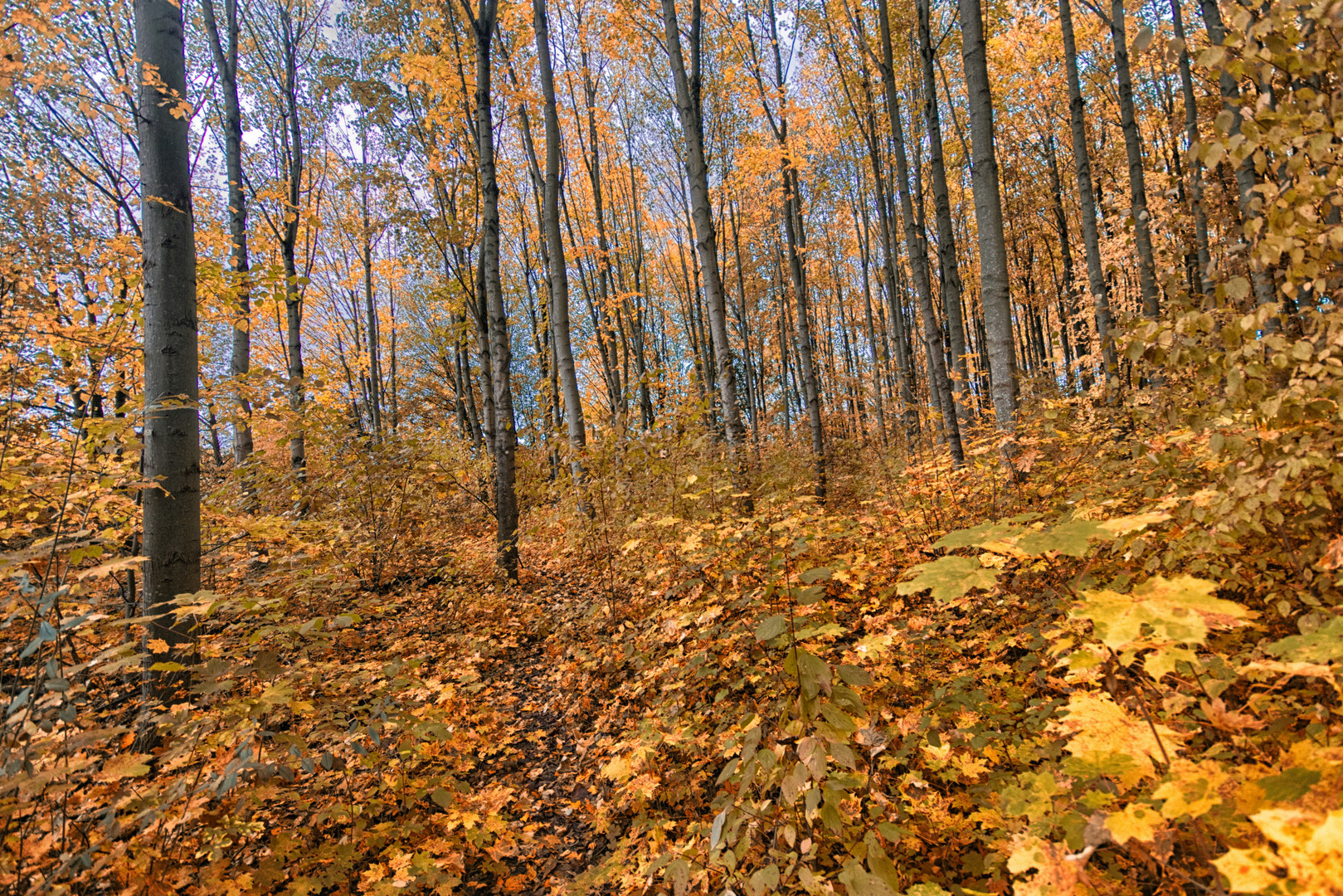 Herbst im Arboretum