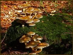 Herbst im Arboretum Wuppertal-Burgholz