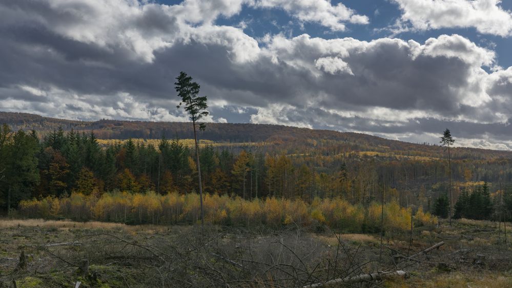 Herbst im Arnsberger Wald