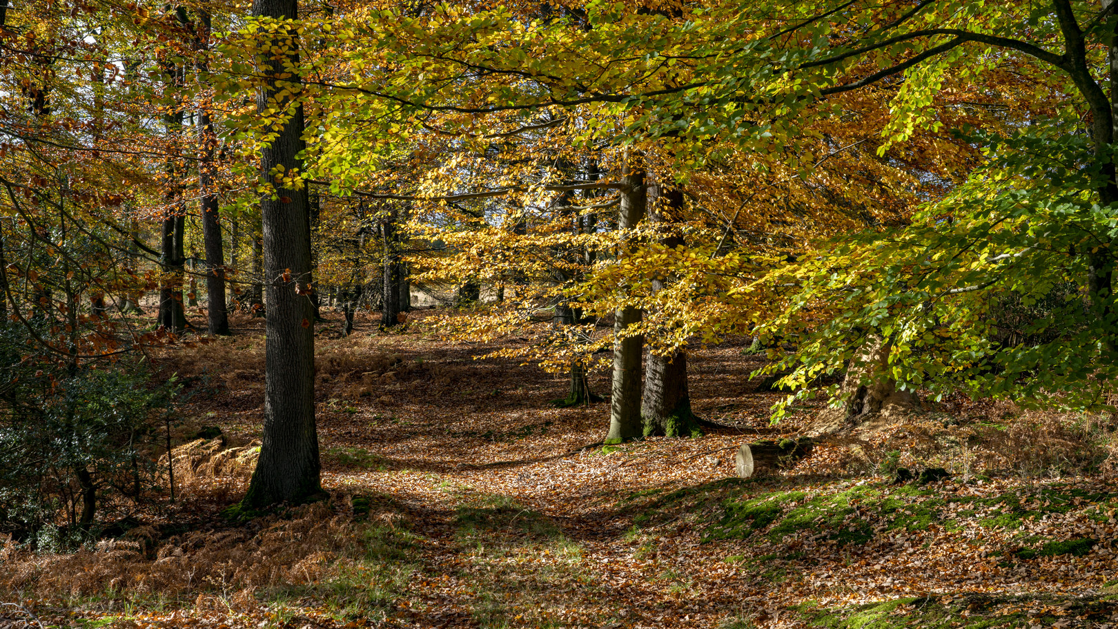 Herbst im Arnsberger Wald