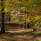 Herbst im Arnsberger Wald