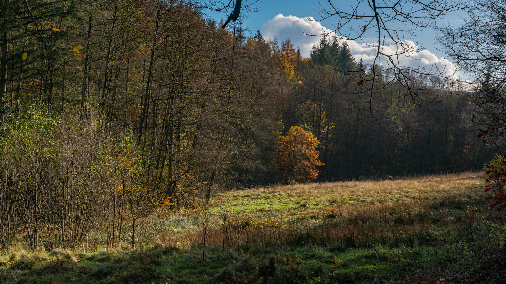 Herbst im Arnsberger Wald