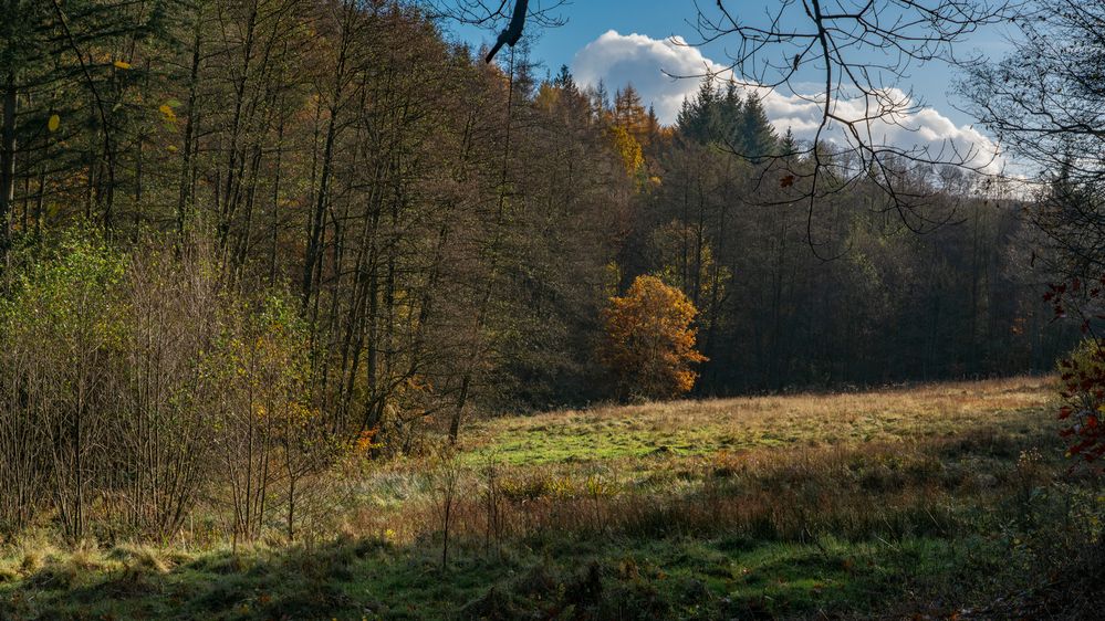 Herbst im Arnsberger Wald