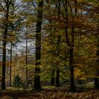 Herbst im Arnsberger Wald