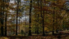 Herbst im Arnsberger Wald