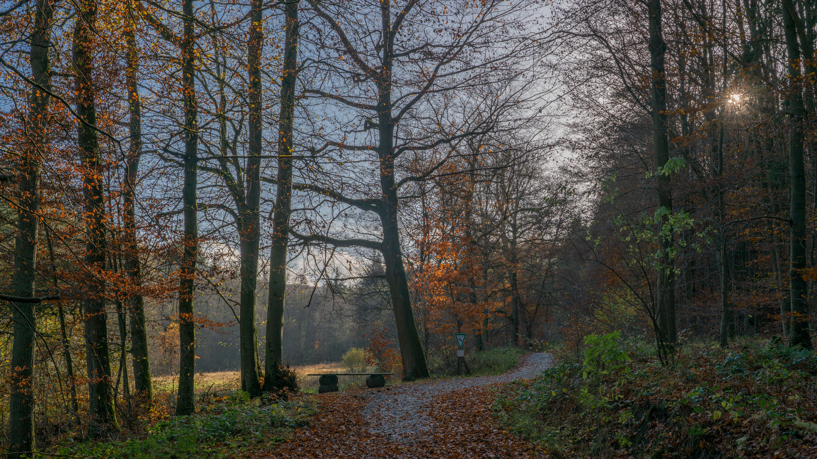 Herbst im Arnsberger Wald