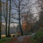 Herbst im Arnsberger Wald