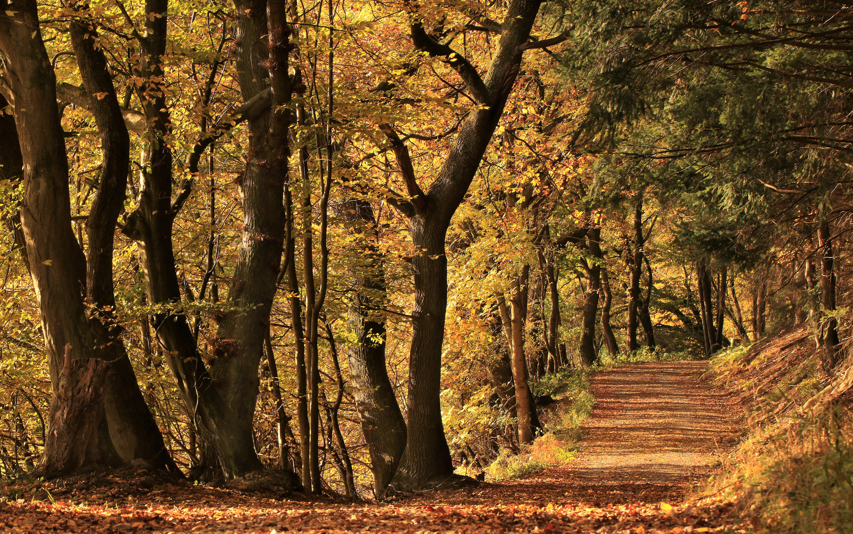 Herbst im Arnsberger Wald