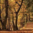 Herbst im Arnsberger Wald