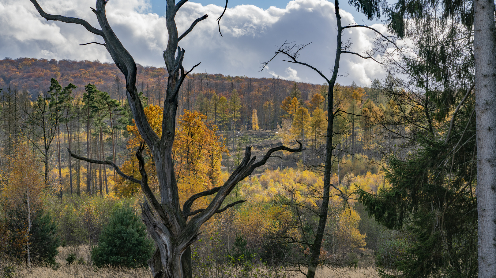 Herbst im Arnsberger Wald