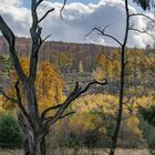 Herbst im Arnsberger Wald