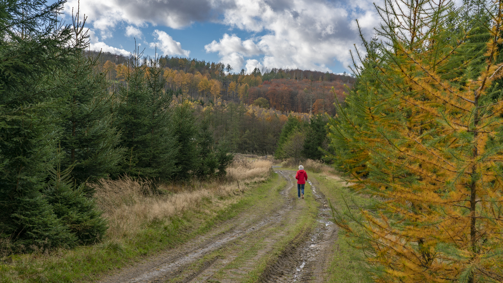 Herbst im Arnsberger Wald