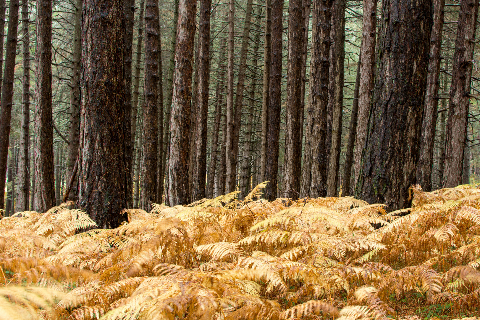 Herbst im Aspromonte