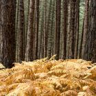 Herbst im Aspromonte