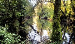 HERBST IM AUENWALD