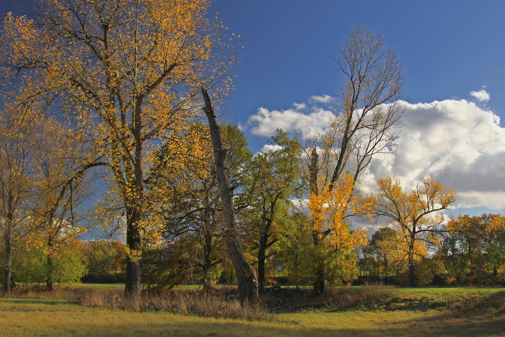 Herbst im Auenwald