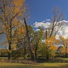 Herbst im Auenwald