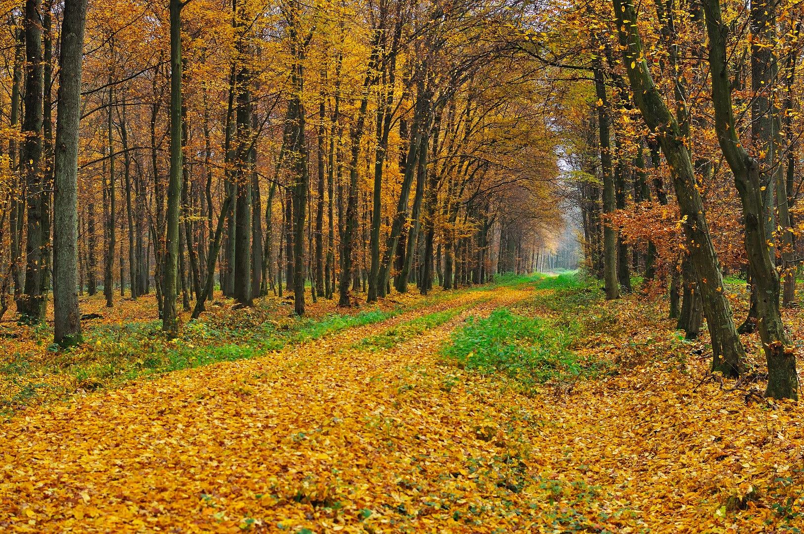 Herbst im Auewald