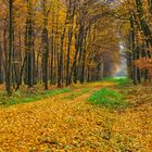 Herbst im Auewald