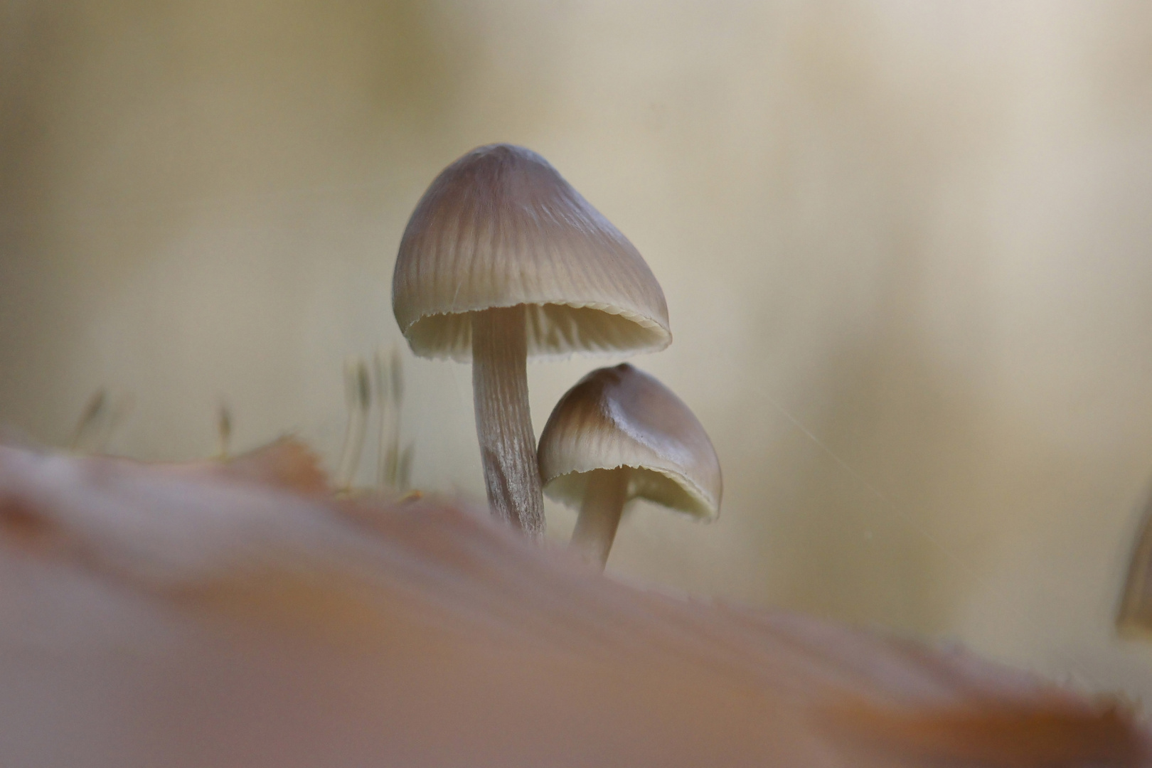 Herbst im Auewald