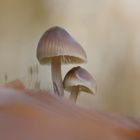 Herbst im Auewald