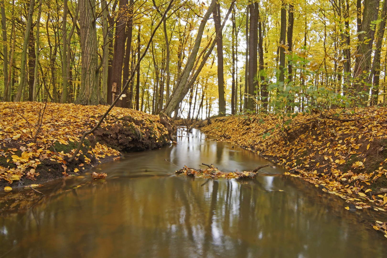 Herbst im Auewald