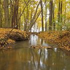 Herbst im Auewald