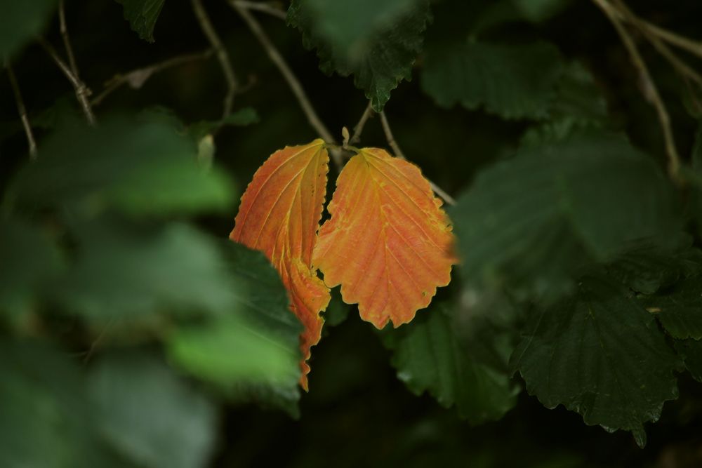 Herbst im August...