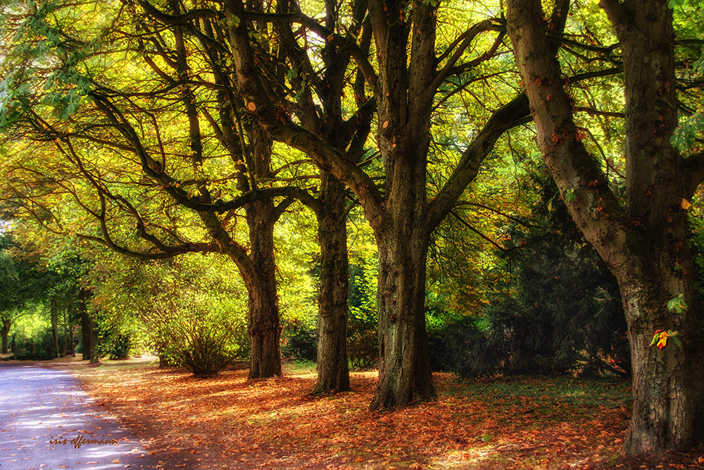 Herbst im August...