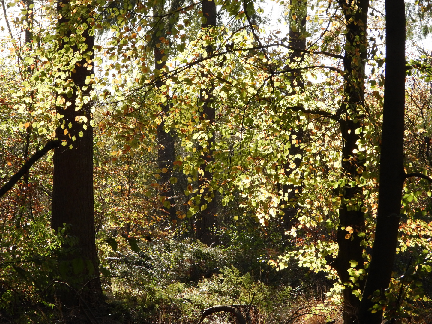 Herbst im Aukrug