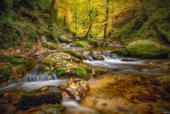 Herbst im Bach