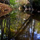 Herbst im Bach