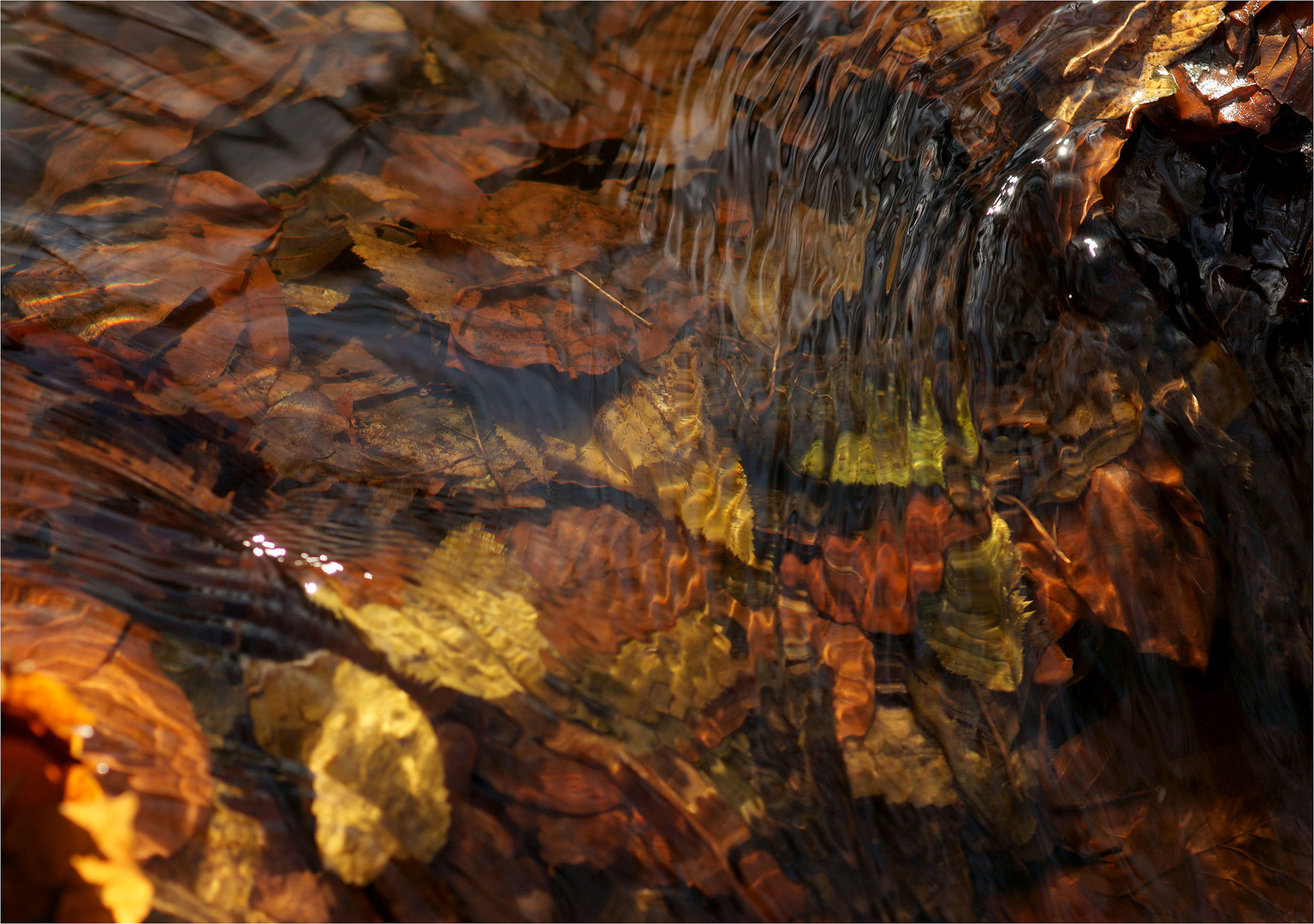 Herbst im Bach