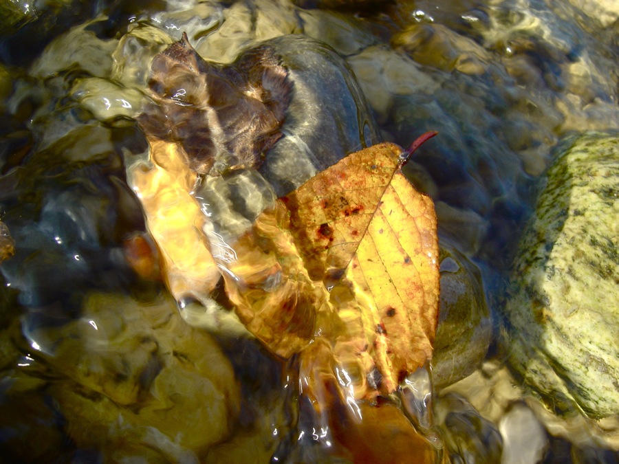 Herbst im Bach II