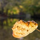 Herbst im Bagno 