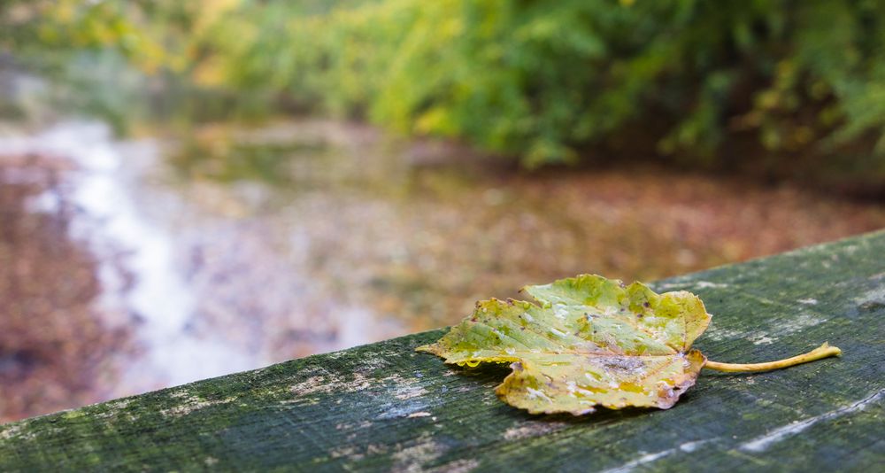 Herbst im Bagno II