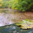 Herbst im Bagno II