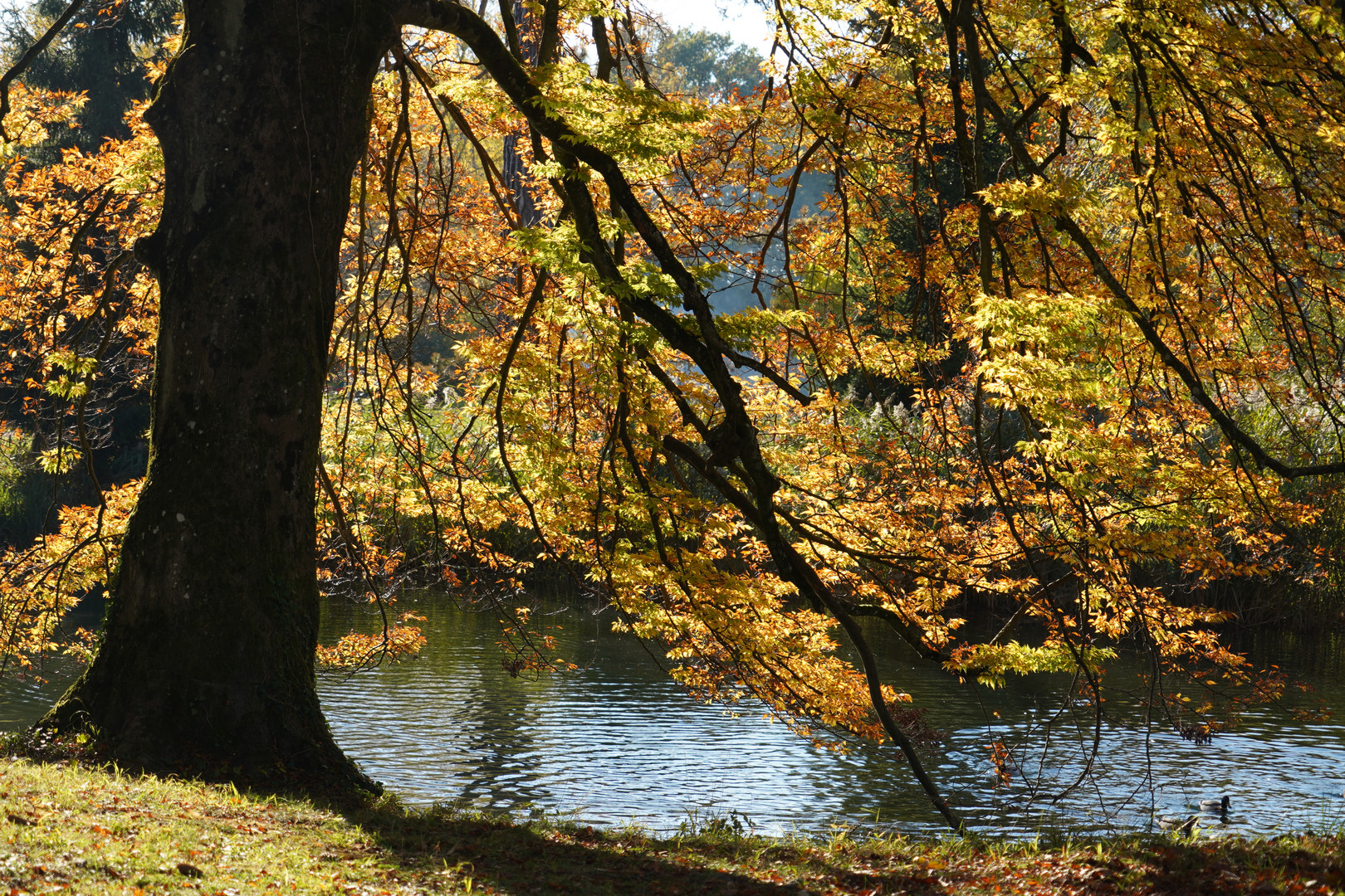 Herbst im Ballypark