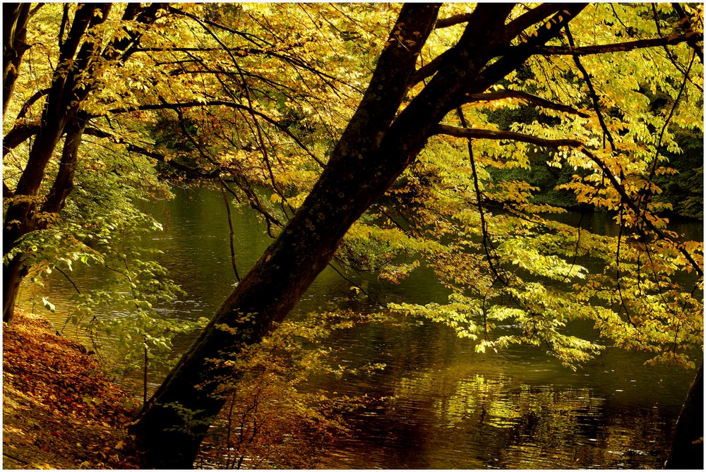 Herbst im Bamberger Hain