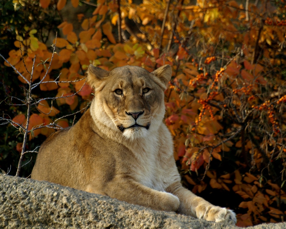 Herbst im Basler Zoo