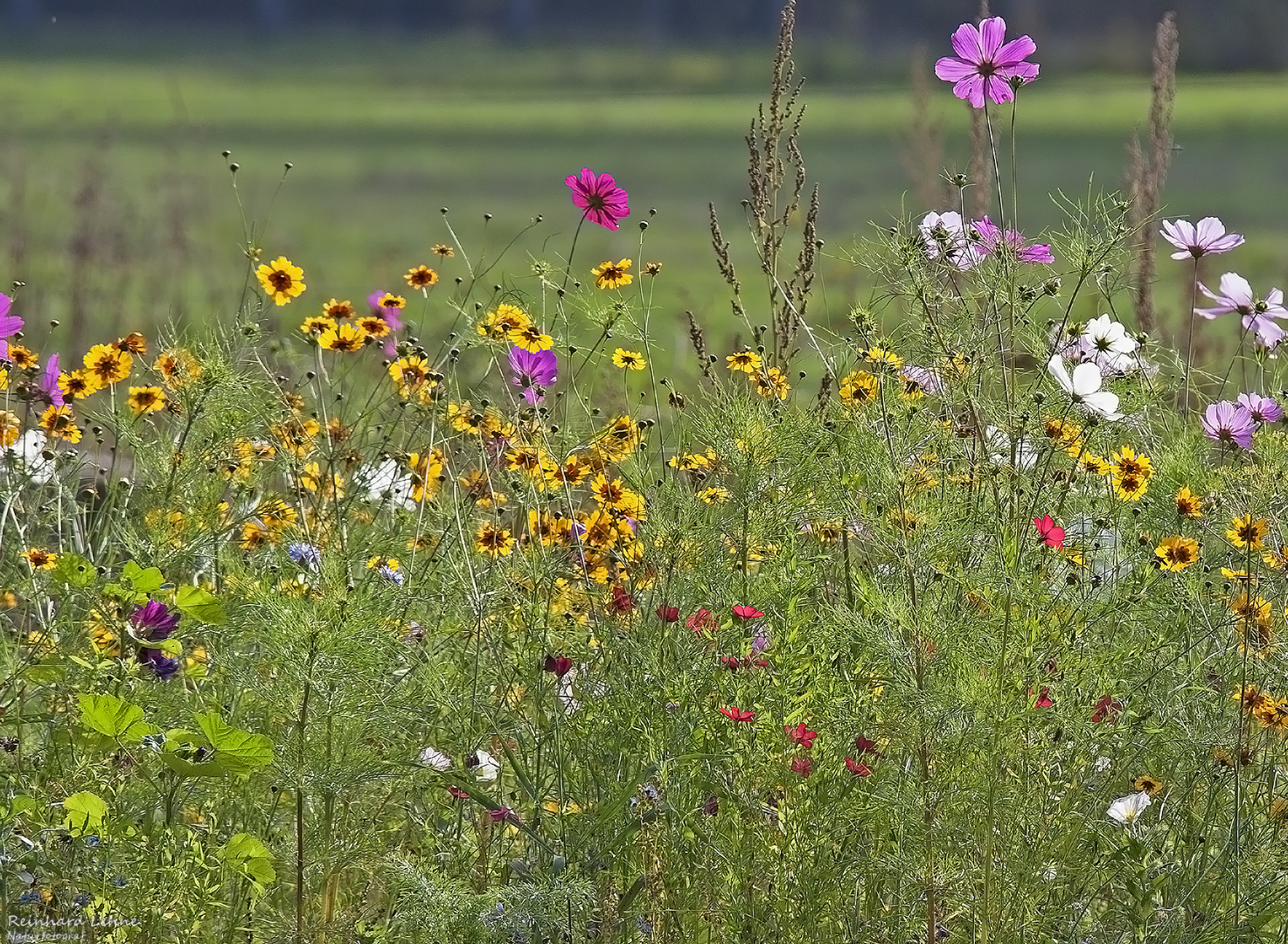  Herbst im Bauerngarten